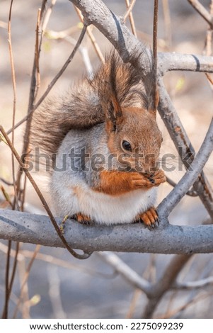 The squirrel with nut sits on a branches in the spring or summer. Eurasian red squirrel, Sciurus vulgaris