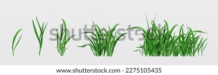 Realistic set of green grass sprouts isolated on transparent background. Vector illustration of lawn plant, landscape design element, garden decoration, football pitch surface, fresh meadow herb Royalty-Free Stock Photo #2275105435