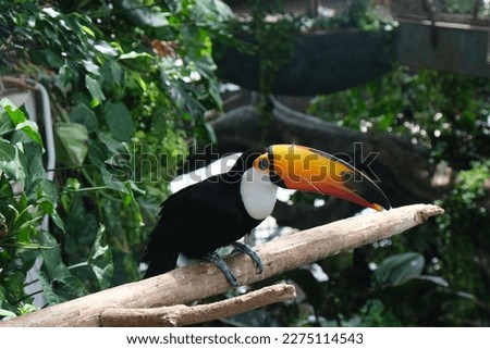 Beautiful toucan bird on brunch 