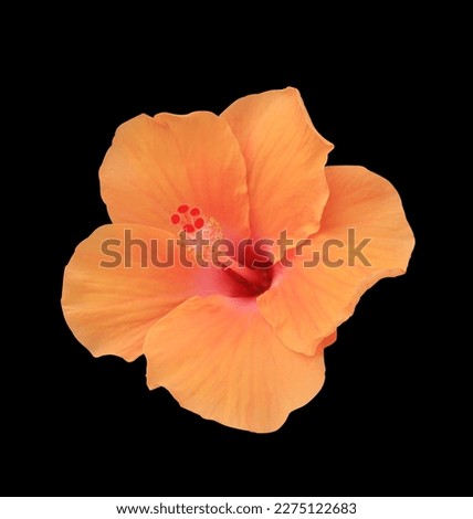 Shoe Flower or Hibiscus or Chinese rose flower. Close up yellow hibiscus flower isolated on black background. 