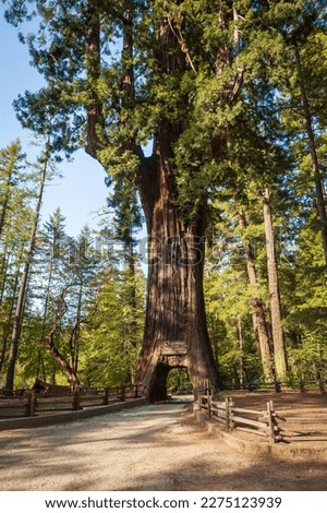 Chandelier Tree, Giant Sequoia in California Royalty-Free Stock Photo #2275123939