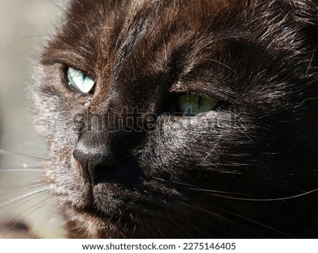 Black brown cat closeup profile picture in the sun with beautiful green eyes