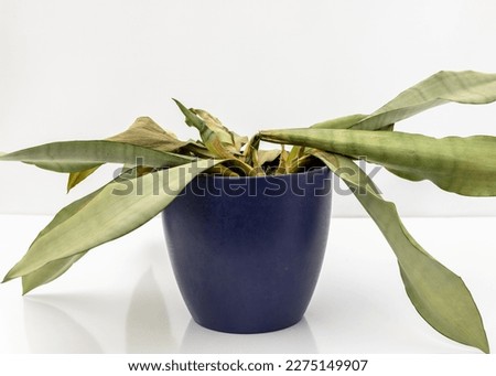 Sansevieria Trifasciata moonshine snakeplant dying plant