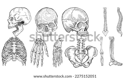 Skeletal human body part icons. 
Skull, spine, rib cage, hand, feet, pelvis, arm, leg. Line work art. Illustration clip art vector. Human biology, body anatomy. Vector illustration.