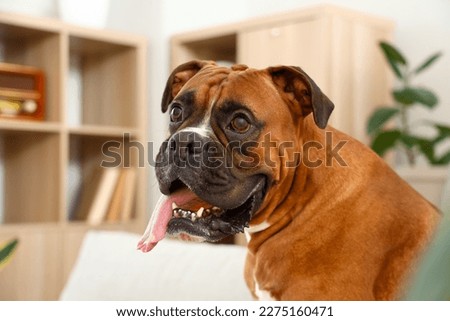 Cute Boxer dog at home, closeup