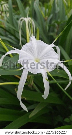 hymenocallis speciosa spider lily means also "beautiful membrane"