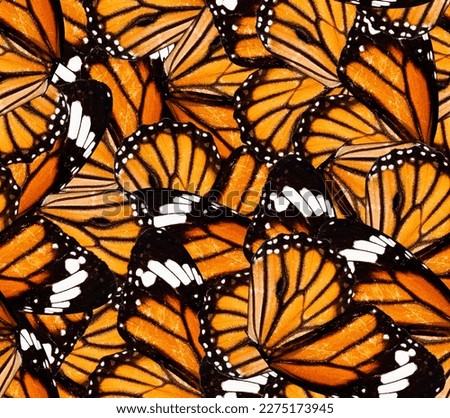 Orange butterfly wings. Pattern suitable for seamless print. Suitable for background and textile.
