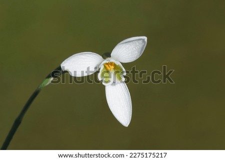 Closeup flower, stamens and pistil of common snowdrop (Galanthus nivalis). Faded green lawn in the background. Bulbous perennial herbaceous plants, family Amaryllidaceae. Winter, March, Netherlands    Royalty-Free Stock Photo #2275175217