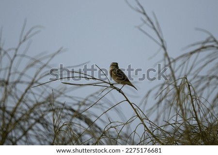 small bird resting on a twig with a dull grey sky behind