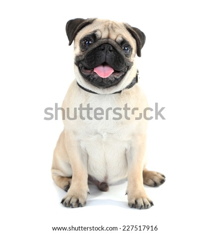Funny, cute and playful pug dog isolated on white Royalty-Free Stock Photo #227517916