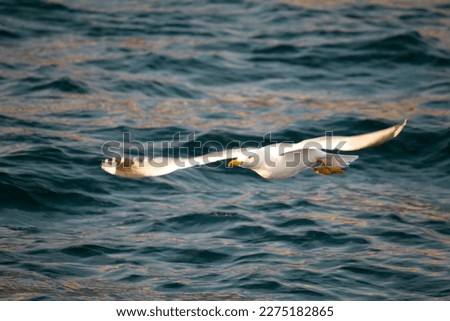 Adult silver Gull (Larus michahellis), Seagull flying close to the sea surface. White bird, yellow beak. Flying animal idea concept. No people, nobody. Horizontal photo. 