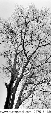 Crow on tree in Sohid minar in Dhaka, Bangladesh.The picture is taken by mobile phone. 