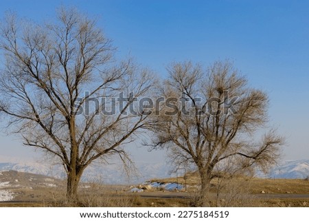 Leafless bare trees against the backdrop of a mountain range on a clear sunny winter day