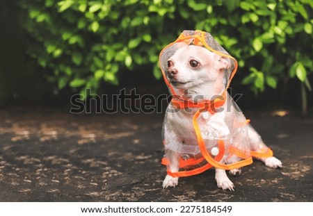 Portrait of brown short hair chihuahua dog wearing rain coat hood sitting  on cement floor  in the garden, looking away.
