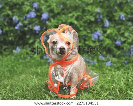 Portrait of brown short hair chihuahua dog wearing rain coat hood sitting in the garden with green and purple flowers background, looking away.