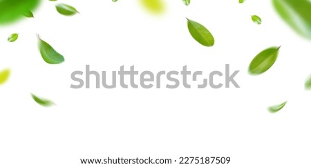 Green Floating Leaves Flying Leaves Green Leaf Dancing, Air Purifier Atmosphere Simple Main Picture	 Royalty-Free Stock Photo #2275187509