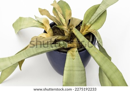 Drying moonshine snake plant on white background