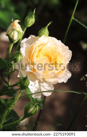 Light yellow, cream and apricot color Modern Shrub Rose Marjorie Marshall flowers in a garden in July 2022