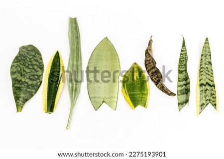 Mix varieties Snake plant leaves isolated on white background