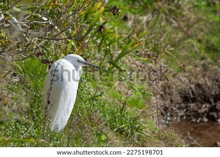 Little Egret sat at a Riverside watching for fish. Shallow depth of field with the focus on the bird. A well composed picture. 