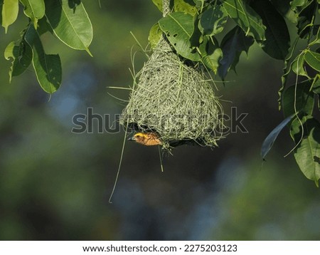 Weaver is building his nest in a tall tree. Weavers build their nests by holding small pieces of grass to weave them into a nest.