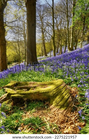 Bluebells Woods in Kent UK Royalty-Free Stock Photo #2275221957