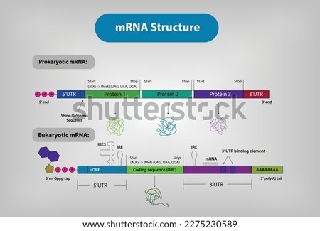 The structure of mRNA Vector and Illustration Royalty-Free Stock Photo #2275230589
