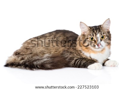 Siberian cat lying in profile. isolated on white background