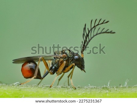 Eucharitidae is a family of parasitic wasps. Eucharitid wasps are members of the Chalcidoidea superfamily and consist of three subfamilies: Oraseminae, Eucharitinae, and Gollumiellinae.  Royalty-Free Stock Photo #2275231367