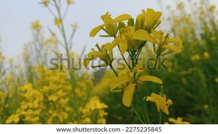 Beautifull yellow Nature scenery pictures