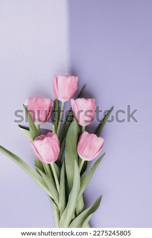 Gently pink tulips on the violet background. Spring background with a bouquet of flowers with copy space. Flat lay