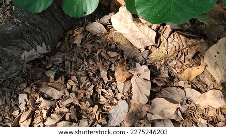 Beautifully growing green-leaved alder. On the brown mulch in the garden of autumn It's a perfect combination. matching difference Royalty-Free Stock Photo #2275246203