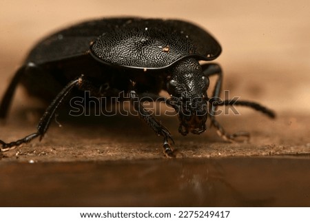 European carrion beetle, Phosphuga atrata