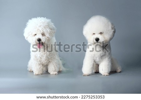 Dog grooming theme before and after result. bichon frise dog before and after groom his hair. Pet salon. Dog's hygiene care. Copy space. Royalty-Free Stock Photo #2275253353