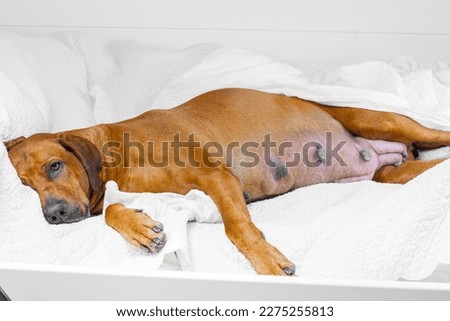 Very Pregnant rhodesian ridgeback dog lying on bed with a white blanket Royalty-Free Stock Photo #2275255813