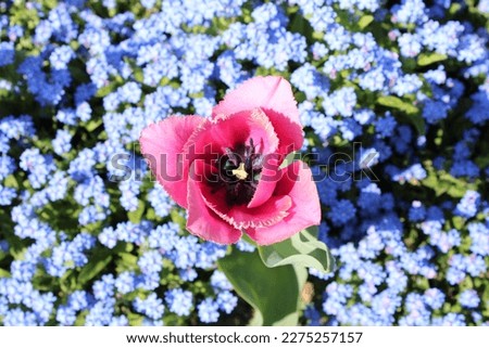Pink flower in blue field .
Picture taken on 04.04.2022 in  Zagreb city in Croatia.