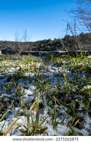 Snow on the green grass of the Sierra de Madrid with the background out of focus on a cold spring day under a sunny blue sky.