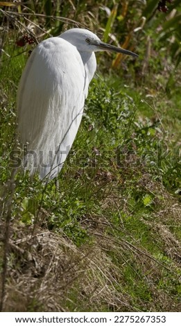Little Egret sat at a Riverside watching for fish. Shallow depth of field with the focus on the bird. A well composed picture