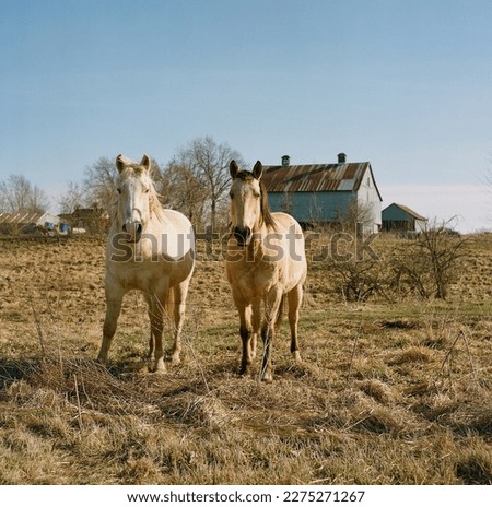 Two horses on a farm. Shot on film.