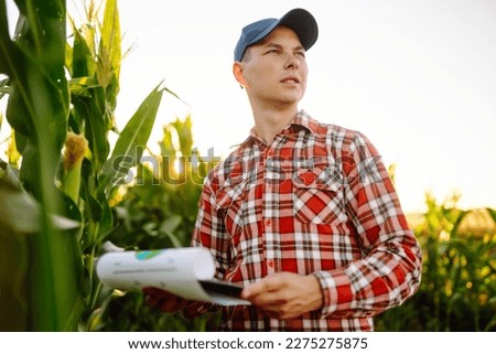 Farmer agronomist standing in green field, holding corn leaf in hands and analyzing maize crop. Harvest care concept.