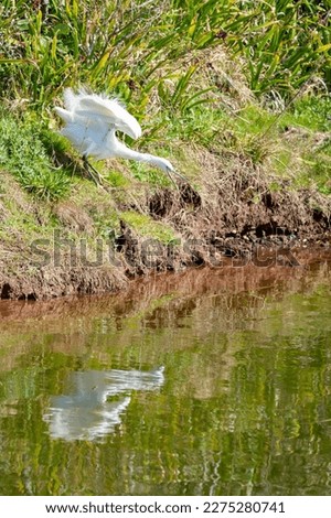 Little Egret lunges at a fish on the riverside. Shallow depth of field with the focus on the bird. A well composed picture with the birds reflection in the image. 