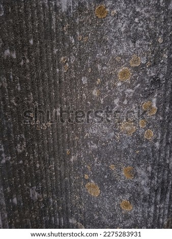 fungus on old slate. Texture