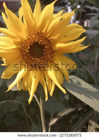 Sun flower picture and sun flower Land 