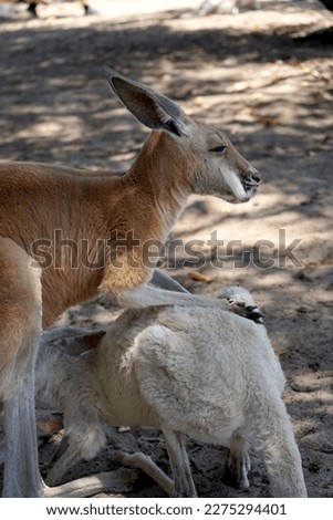 Feeding kangaroo. Australia this is kangaroo, Kangaroo is Australia           