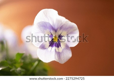 Viola flower, purple and yellow blooming plant, close up of detail