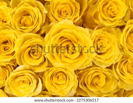 Beautiful yellow roses texture background.Rose pattern

