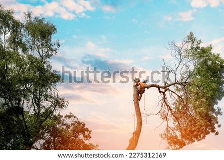Arborist climbing up the tree and cutting branches off with small petrol chainsaw Royalty-Free Stock Photo #2275312169