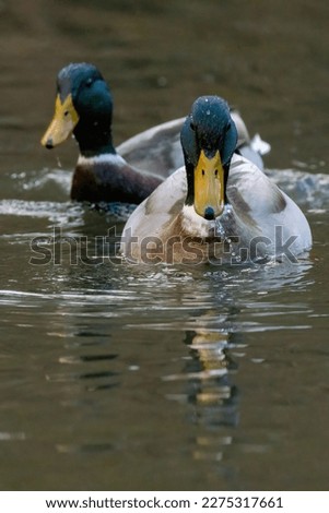 Couple ducks swimming in the water in the river