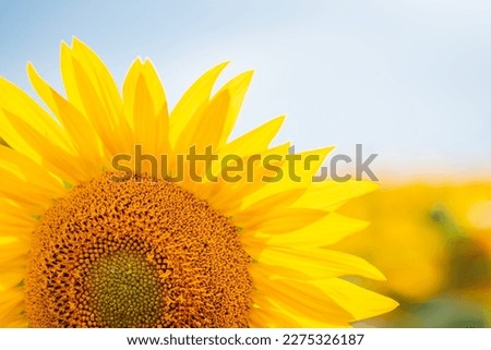 Close up picture of blooming sunflower in the field backlit by setting sun. Fresh yellow sunflower in full bloom