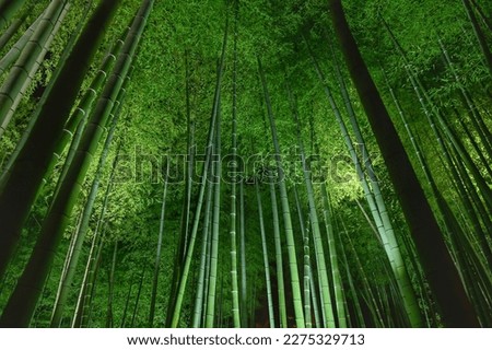 The bamboo grove at night is a characteristic landscape of Kyoto, Japan.